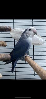 Agapornis met kooi, Ophalen of Verzenden, Zo goed als nieuw, Metaal, Vogelkooi