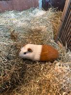 Mannetjes cavia’s, Dieren en Toebehoren, Knaagdieren, Cavia, Mannelijk, Mei, Tam
