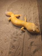 Luipaardgekko man, Dieren en Toebehoren, Reptielen en Amfibieën, Hagedis, 0 tot 2 jaar