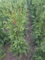 Thuja Exselsa - Ideaal voor een mooie haag!, Tuin en Terras, Planten | Tuinplanten, Ophalen of Verzenden