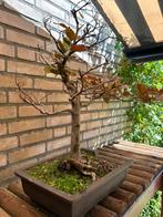 Bonsai boompje beuk, Tuin en Terras, Planten | Bomen, Ophalen, Halfschaduw, Minder dan 100 cm