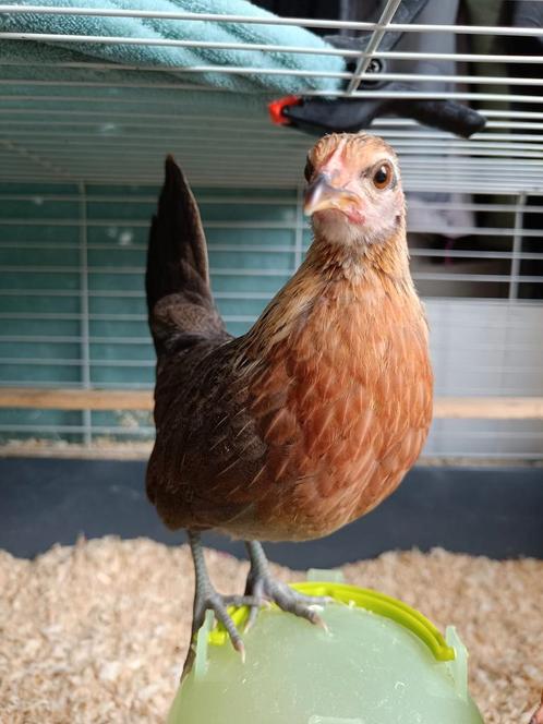 Koppeltje Hollandse Krieltjes 14 weekjes jong en super tam
!, Dieren en Toebehoren, Pluimvee, Kip, Meerdere dieren