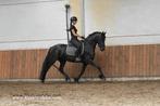 Mooie friese merrie, Dieren en Toebehoren, Merrie, B, Gechipt, Dressuurpaard