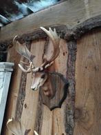 VINTAGE HERTENHOOFD METGEWEI/HERTENKOP JR 60 KUNSTSTOF ITALY, Ophalen