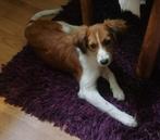 Kooiker pup, Dieren en Toebehoren, 15 weken tot 1 jaar, Reu, CDV (hondenziekte), Eén hond