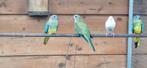 Splendid parkieten wildkleur, Dieren en Toebehoren, Vogels | Parkieten en Papegaaien, Meerdere dieren, Parkiet