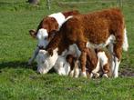 Gevraagd; Hereford vaarskalf of zoogstel, Vrouwelijk, 0 tot 2 jaar