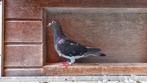 Overnacht duivin De Kempe-Comendador, Dieren en Toebehoren, Vogels | Duiven, Vrouwelijk, Postduif