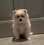 Teddydog mini chowchow met stamboom, Overige rassen, 8 tot 15 weken, Parvo, Meerdere