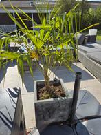Palmboom in betonnen pot, Ophalen, Tuin, Steen, Minder dan 60 cm