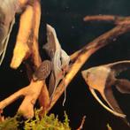 Pterophyllum scalare, Vis