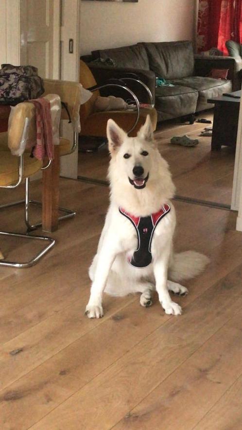 hondenoppas, Diensten en Vakmensen, Dieren | Honden | Verzorging, Oppas en Les, Particuliere oppas
