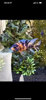 Mooie malawi cichliden! Zsm weg !, Dieren en Toebehoren, Ophalen of Verzenden, Zo goed als nieuw, Gevuld zoetwateraquarium