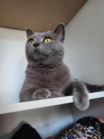 Britse korthaar poes, Poes, Gechipt