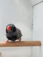 Blackfaces zwart wang zebravink man 2024, Dieren en Toebehoren, Vogels | Overige Vogels, Mannelijk, Geringd