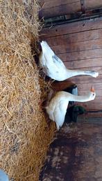 Gansen, Geslacht onbekend, Gans of Zwaan