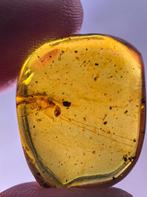 Birmees Amber (U2) met insluiting onbekende insect met lange, Verzenden, Fossiel