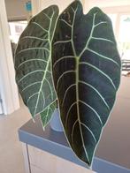 Alocasia 'Pride of Curup' Knol, Ophalen of Verzenden, Gehele jaar, Halfschaduw, Knol