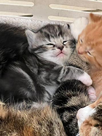 Kittens poes grijs wit lief geen fokker   beschikbaar voor biedingen