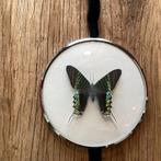 Prachtige vlinder in zilverkleurige lijst, Ophalen of Verzenden, Zo goed als nieuw