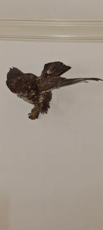 Opgezette buizerd, Ophalen, Vogel, Opgezet dier