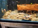 Ancistrus albino algeneter, Dieren en Toebehoren, Vis