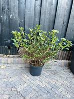 Japanse Azalea (Rhododendron japonica), Tuin en Terras, Planten | Tuinplanten, Ophalen, Overige soorten