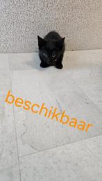 Kittens british  korthaar katers 9 weken oud, Dieren en Toebehoren, Katten en Kittens | Raskatten | Korthaar, Kater, Gechipt, 0 tot 2 jaar