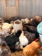 Usa zijdehoen en cochinkriel kippen te koop!, Vrouwelijk, Kip