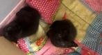 Britse korthaar kittens zoeken een huisje!, Dieren en Toebehoren, Katten en Kittens | Raskatten | Korthaar, Kater, Ontwormd, 0 tot 2 jaar