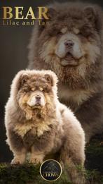 3 Chow chow dekreuen (heel speciaal), Rabiës (hondsdolheid), Meerdere, 1 tot 2 jaar, Reu