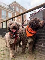 Liefdevolle puppy’s Spaanse Waterhond Perro de Agua Español, Dieren en Toebehoren, Overige rassen, CDV (hondenziekte), 8 tot 15 weken