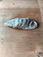 Oude Oester Schelp, Ophalen of Verzenden, Schelp(en)