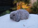 Jonge NHD konijntjes beschikbaar, Meerdere dieren, Dwerg, Hangoor, 0 tot 2 jaar
