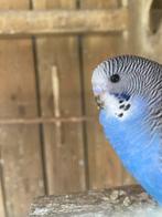 Jong grasparkietje, Dieren en Toebehoren, Vogels | Parkieten en Papegaaien, Vrouwelijk, Parkiet, Geringd