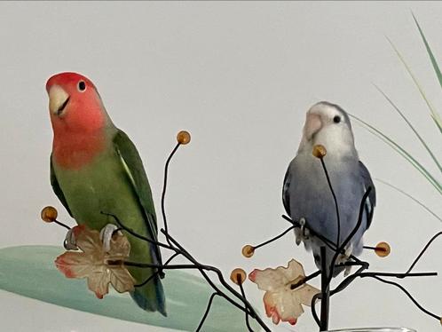 Prachtige Hand Tamme Dwergpapegaai Eventueel met kooi, Dieren en Toebehoren, Vogels | Overige Vogels, Tropenvogel, Meerdere dieren