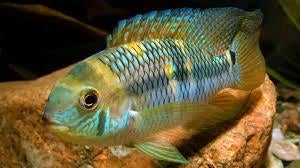 Acara's soorten gezocht, Vis, Zoetwatervis