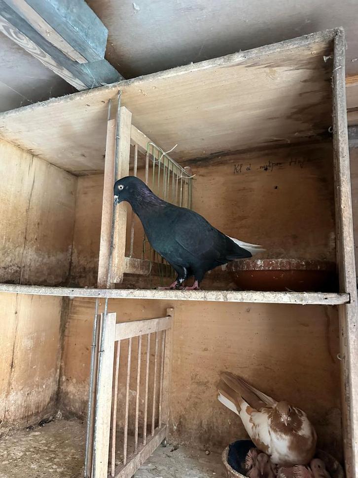 Afghaanse duiven te koop, Dieren en Toebehoren, Vogels | Duiven, Overige soorten, Meerdere dieren