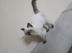 british shorthair blue point, Dieren en Toebehoren, Katten en Kittens | Raskatten | Korthaar, Kater