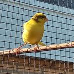 kanarie man, Dieren en Toebehoren, Vogels | Kanaries, Mannelijk