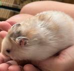 Handtamme jonge Syrische langhaar hamster, Dieren en Toebehoren, Knaagdieren, Meerdere dieren, Hamster, Na 1 juli 2024, Tam