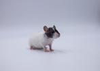 Wachtlijst (dwerg)ratjes geopend!  6xM beschikbaar!, Dieren en Toebehoren, Knaagdieren, Rat, December, Meerdere dieren, Tam