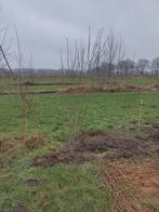 Hibiscus, Tuin en Terras, Planten | Tuinplanten, Ophalen, Overige soorten, Volle zon