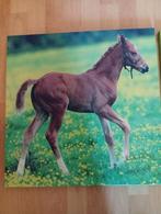 Canva doeken van paarden, Ophalen, Zo goed als nieuw, Schilderij, Minder dan 50 cm