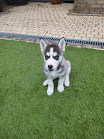 Siberische Husky pups, Dieren en Toebehoren, 8 tot 15 weken, Poolhond, Meerdere, Meerdere dieren