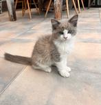 Laatste superknap ragdoll kereltje met stamboom, Dieren en Toebehoren, Kater, Gechipt, 0 tot 2 jaar