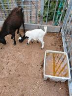 Jonge geitjes, Dieren en Toebehoren, Schapen, Geiten en Varkens, Vrouwelijk, Geit