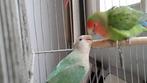 GRATIS 3 baby Agapornis vogeltjes, 11 weken oud, half tam, Geslacht onbekend, Dwergpapegaai of Agapornis, Tam