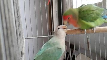 GRATIS 3 baby Agapornis vogeltjes, 11 weken oud, half tam beschikbaar voor biedingen