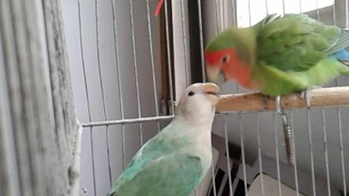 GRATIS 3 baby Agapornis vogeltjes, 11 weken oud, half tam, Dieren en Toebehoren, Vogels | Parkieten en Papegaaien, Dwergpapegaai of Agapornis
